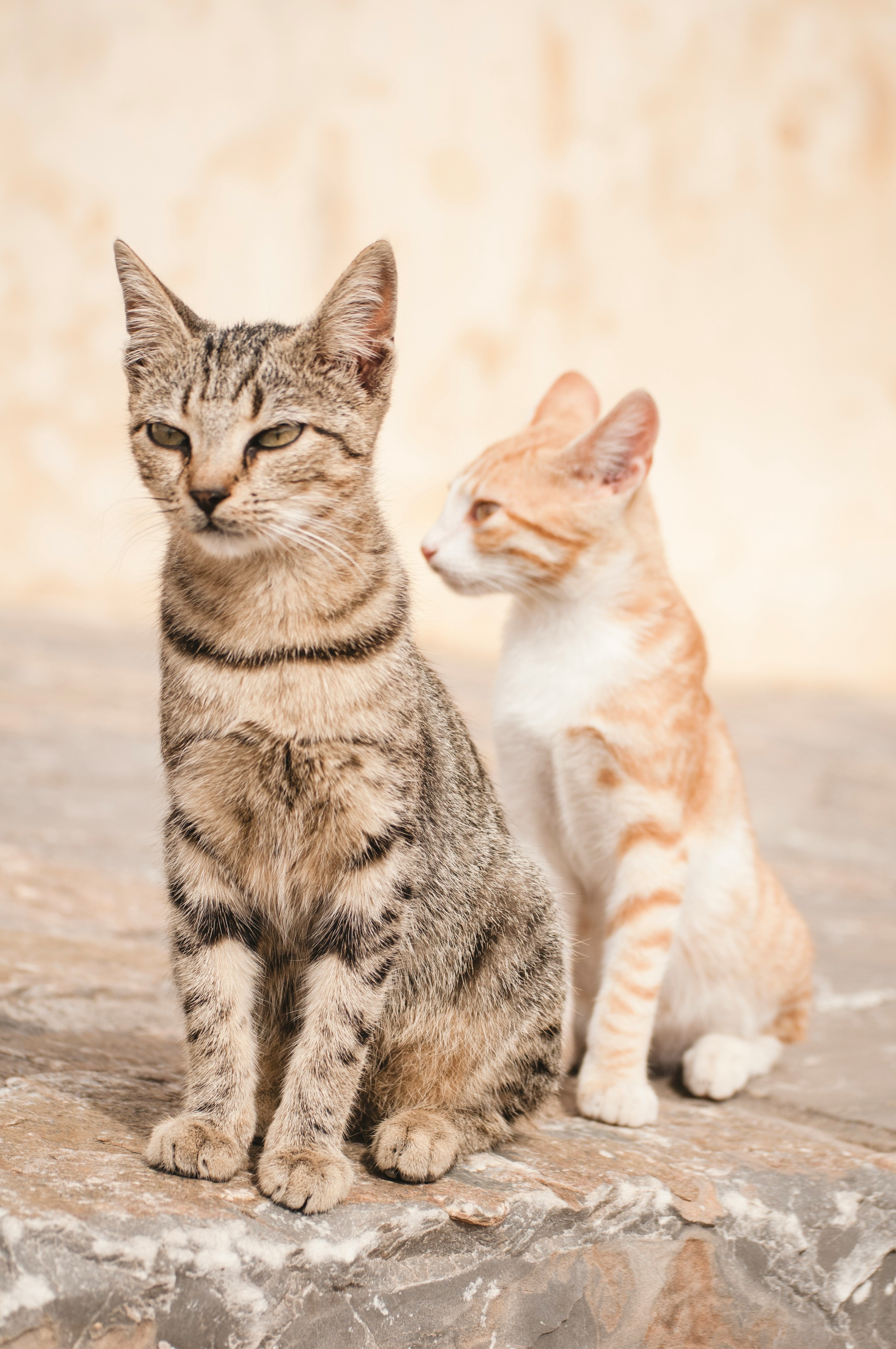 Compatible cats